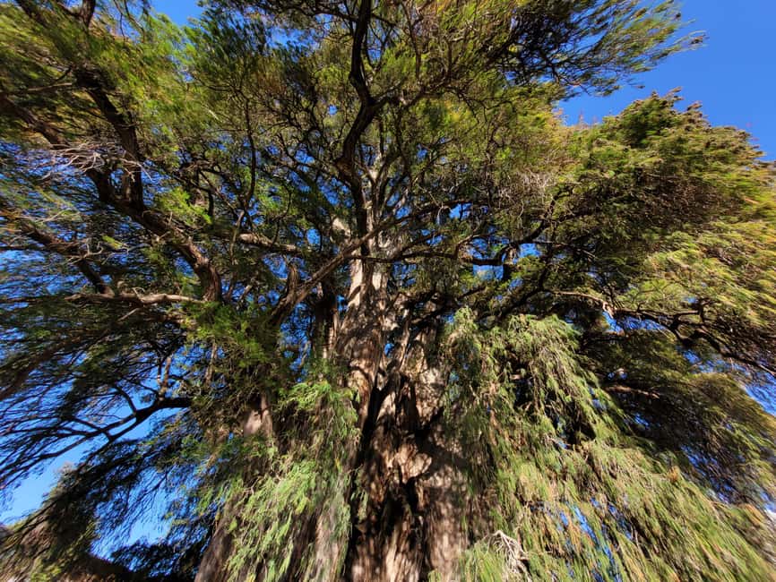 Oaxaca: Guided Bike Tour to the Largest Tree in the World - The ride back and the three-hour schedule