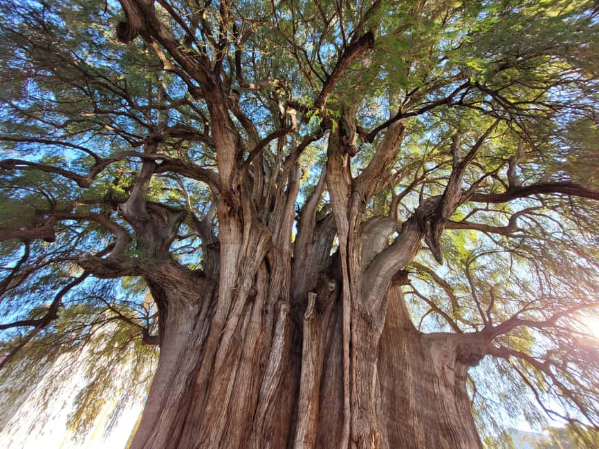 Oaxaca: Guided Bike Tour to the Largest Tree in the World - Is $25 good value?
