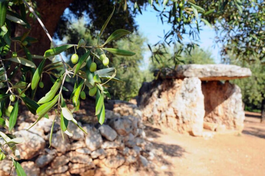 Ostuni: E-bike Tour, Ancient Olive Trees & Oil Tasting - Why an olive grove is the right place to begin