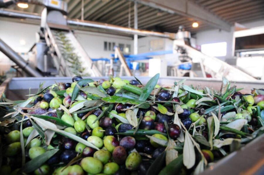 Ostuni: E-bike Tour, Ancient Olive Trees & Oil Tasting - Practical details that make the day easier