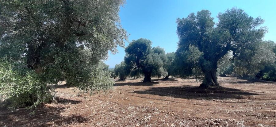 Ostuni: Guided e-bike tour + countryside tasting stop - E-Bikes, Rentals, and Riding Ability