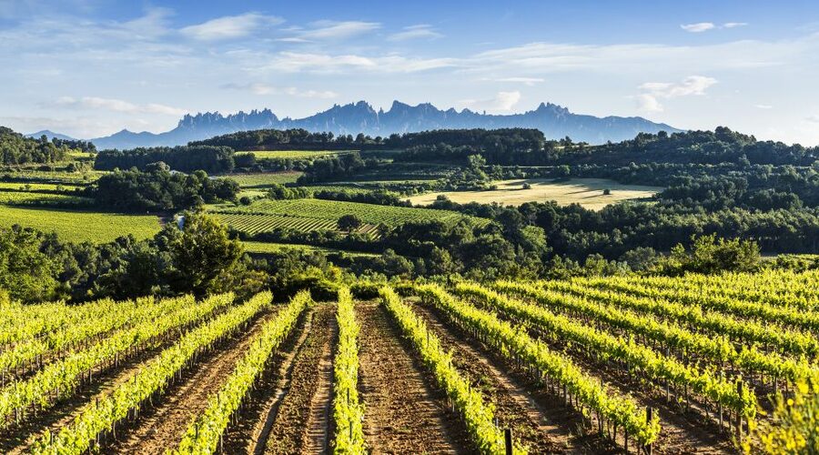 Penedès/BCN: Self-Guided eBike Tour with guided Winery Visit - The 45-minute winery visit and tasting