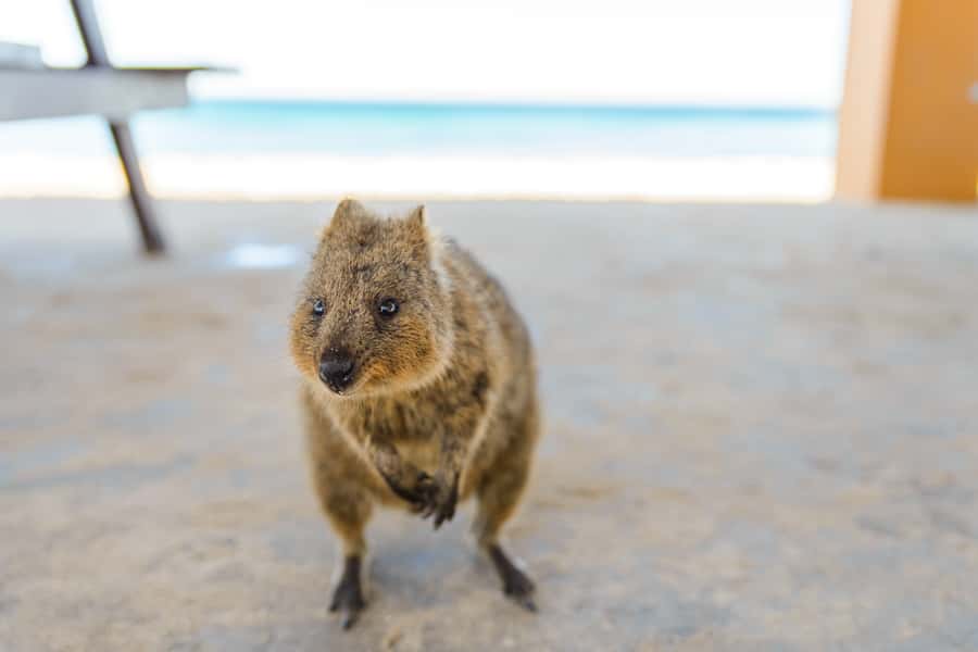 Perth: Rottnest Island Ferry, Bike, Coffee & Lobster Roll - Beaches, bays, and the island’s open space