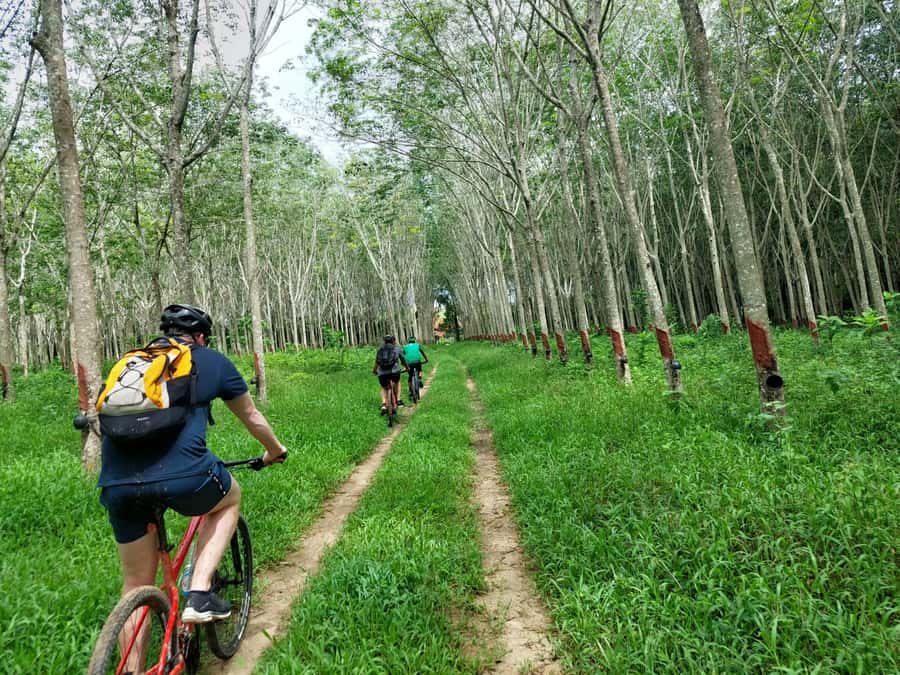 Phuket: Half-Day Countryside Cycling Tour with Lunch - The first hour, plantations and the forest reserve