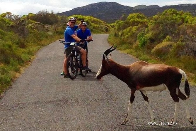 Private Cycling Tour of The Cape Peninsula from Cape Town - Boulders Beach and wildlife along the peninsula