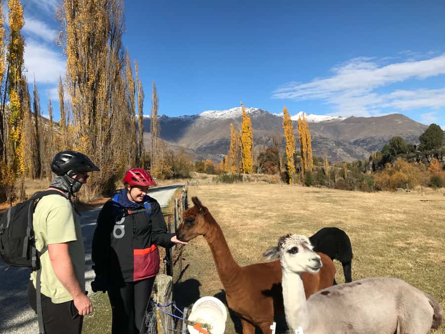 Queenstown: Guided E-Bike Tour with Winery Visits & Tastings - Why the e-bike matters on this six-hour ride