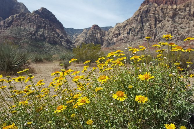 Red Rock Canyon eBike Half-Day Tour - Booking, Timing, and Cancellation Details
