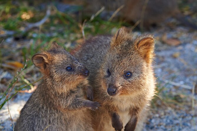 Rottnest Island Fast Ferry from Hillarys Boat Harbour Including Bike Hire - Quokkas, swims, and the island’s easy pleasures