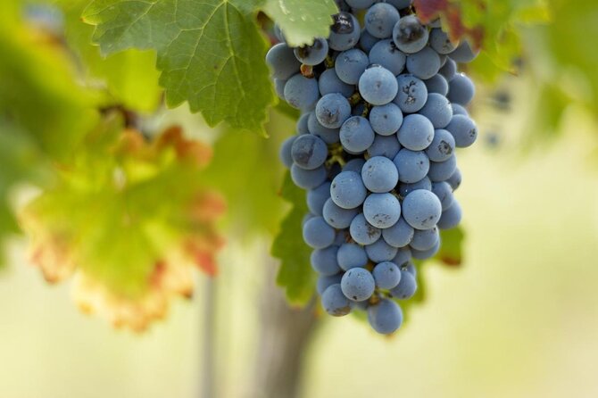 Saint-Emilion Small-Group Electric Bike Wine Tour Tastings & Lunch from Bordeaux - Leaving Bordeaux for the vineyards