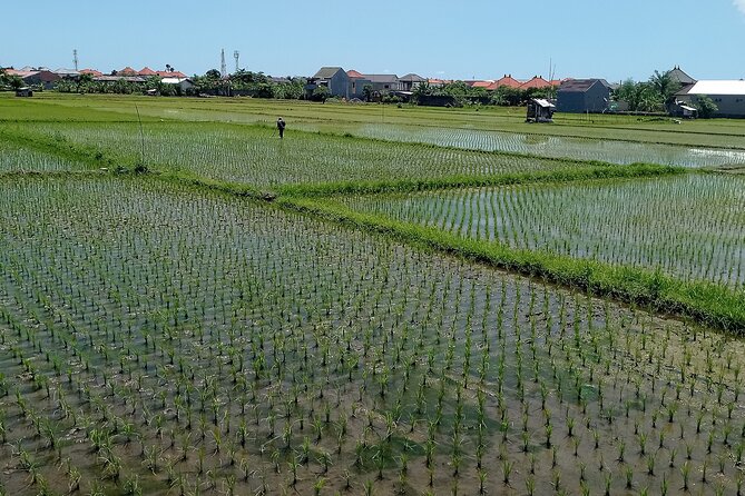 Sanur Village E-bike Tour: Family-Friendly Adventure - Rice and watermelon fields beyond the resort strip