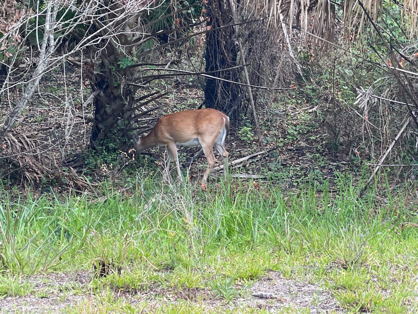 Sarasota: Myakka State Park E-bike Safari Experience - Wetlands, prairies, and Florida wildlife