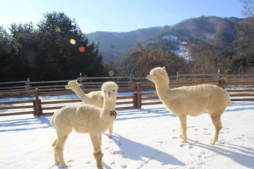 Seoul: Alpaca, Nami, Morning Calm or Eobi (+Rail Bike) - Why this makes a useful escape from Seoul