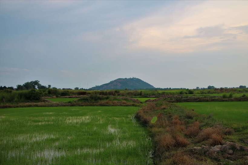 Siem Reap: Countryside Cycle and Local Village Life Tour - Rice fields and the meaning of Cambodia’s staple crop