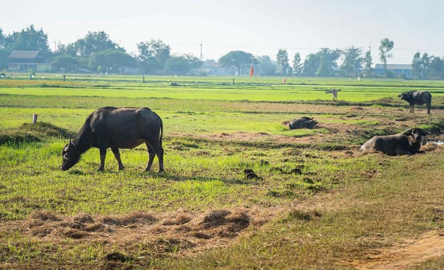 Siem Reap: Guided Countryside Bike Tour - Leaving Siem Reap behind on two wheels