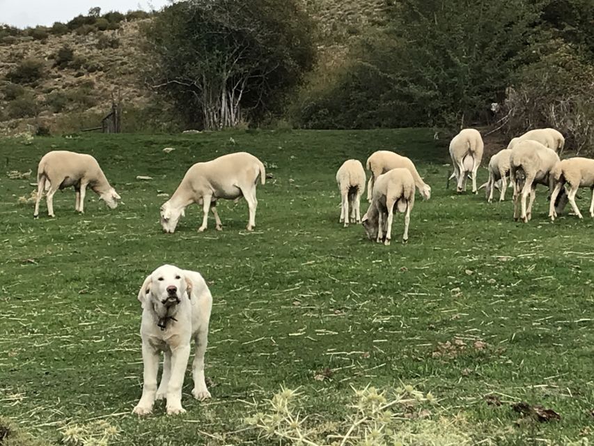 Sierra Nevada Small Group E-Bike Tour - Dirt lanes, farms, and white villages