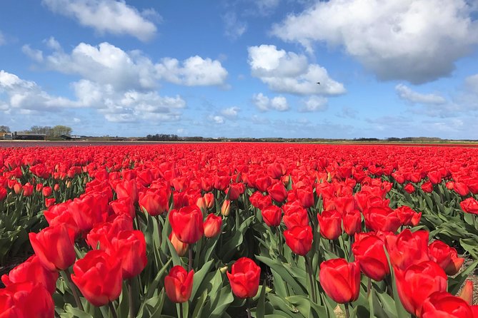 Small Group Tulip and Spring Flower Fields Bike Tour - Riding from Alkmaar into tulip country