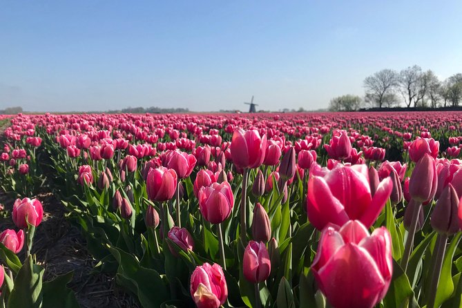 Small Group Tulip and Spring Flower Fields Bike Tour - Flower fields, farms, and photo stops