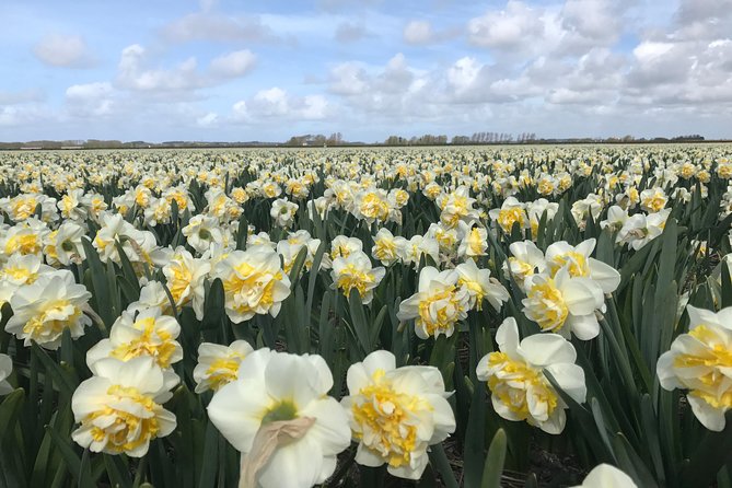 Small Group Tulip and Spring Flower Fields Bike Tour - Why the small group matters