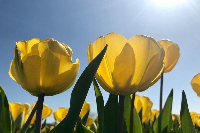 Small Group Tulip and Spring Flower Fields Bike Tour - Paying $38.49, plus the bike fee