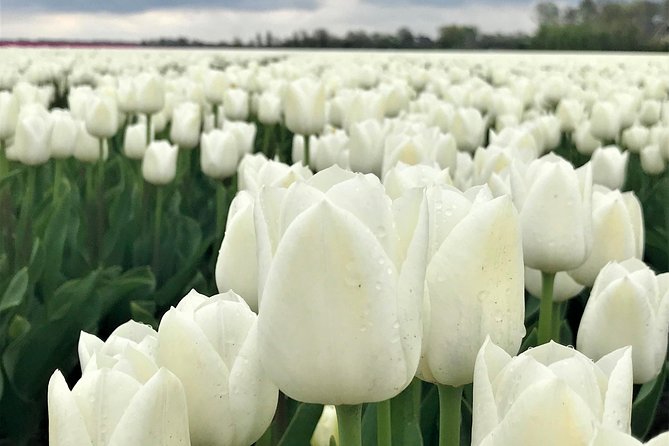 Small Group Tulip and Spring Flower Fields Bike Tour - Weather, wind, and the short tulip season