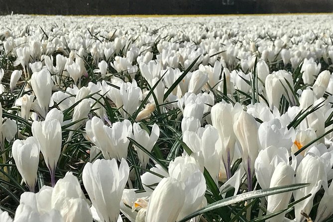 Small Group Tulip and Spring Flower Fields Bike Tour - Who will enjoy this Alkmaar bike tour
