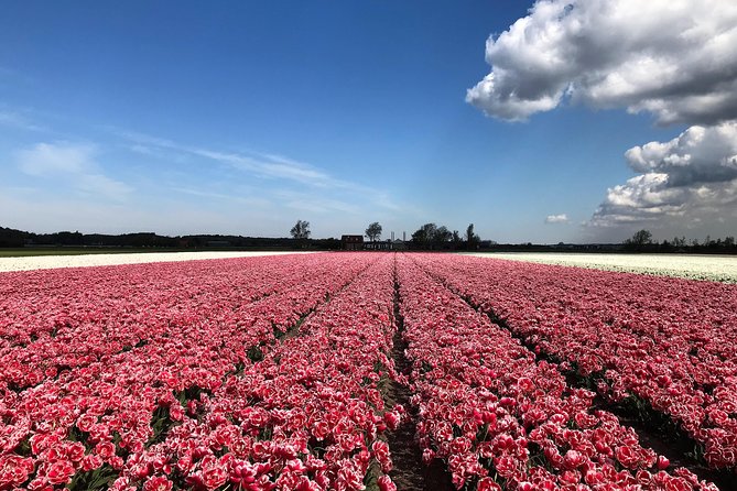 Small Group Tulip and Spring Flower Fields Bike Tour - Practical tips for a better ride