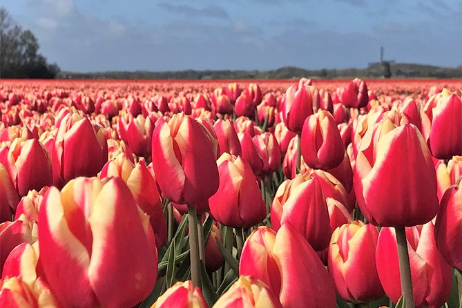 Small Group Tulip and Spring Flower Fields Bike Tour - What 12.5 miles feels like on this tour