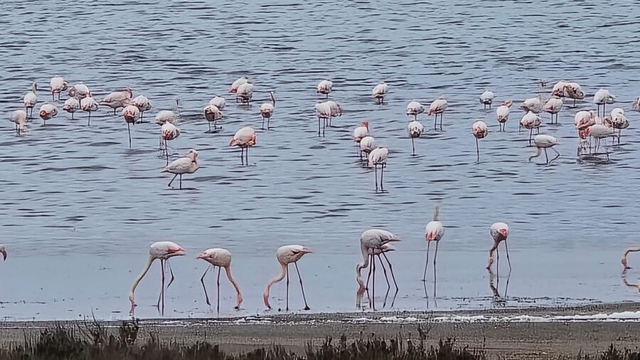 Torrevieja: Natural Parks e-Bike Tour - The guide can make or break the outing