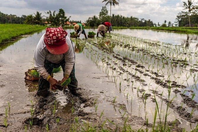 Ubud: Downhill Cycling with Volcano, Rice Terraces and Meal - Who should book this Ubud cycling tour?