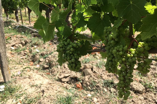 Vineyard cycle tours in and around Chinon, in the Loire Valley - Meeting the guide and learning the local story