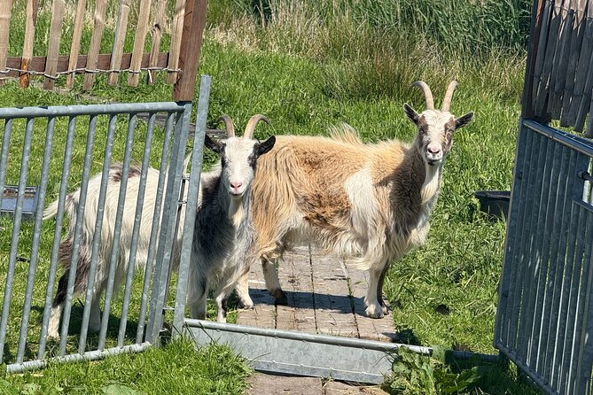 Windmill, Dairy Farms & Countryside Electric Bike Tour - Zunderdorp brings the farm fields into view
