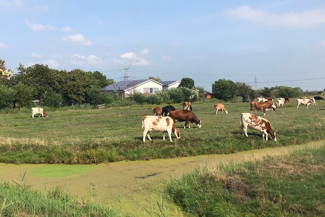 Windmill, Dairy Farms & Countryside Electric Bike Tour - What the electric bikes add